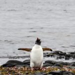 First Bird Flu Deaths Reported In Antarctic Penguins