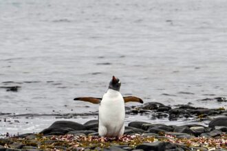 First Bird Flu Deaths Reported In Antarctic Penguins