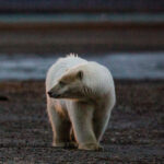 First Case of Lethal Bird Flu in Polar Bears Reported in Alaska