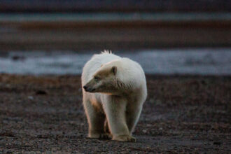 First Case of Lethal Bird Flu in Polar Bears Reported in Alaska