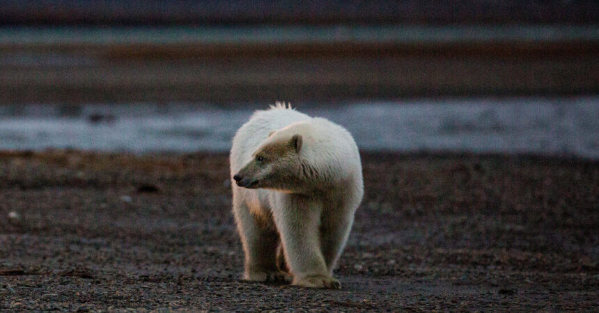 First Case of Lethal Bird Flu in Polar Bears Reported in Alaska