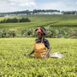 Kenya : Agri-food giant Sasini grabs greater share of tea production