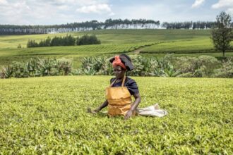 Kenya : Agri-food giant Sasini grabs greater share of tea production