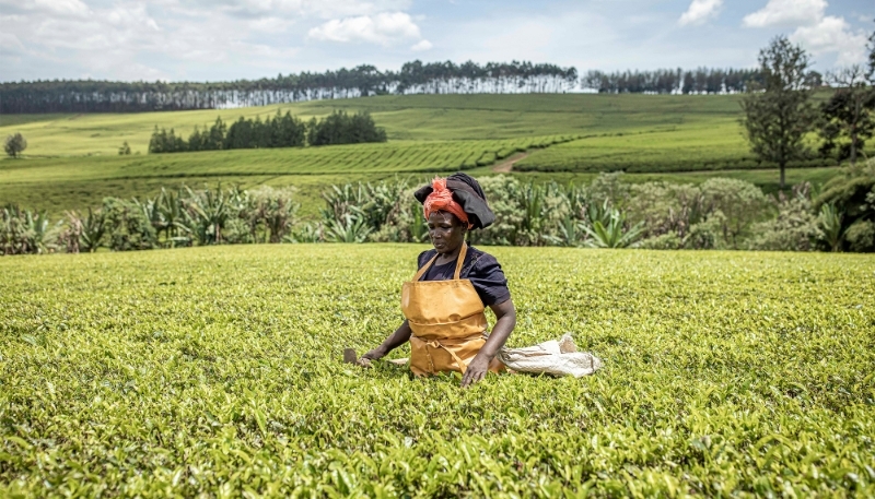 Kenya : Agri-food giant Sasini grabs greater share of tea production