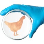 Lab-Grown Chicken - The Latest Silicon Valley Mess to Clean Up?