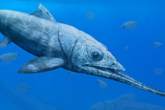 This Ancient Fish Gave the Whole Ocean the Stiff Lower Lip