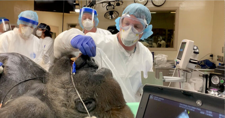 This Gorilla’s Caregivers Face Familiar Questions About Aging