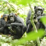 10 Best Primate Safaris in Uganda