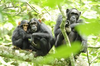 10 Best Primate Safaris in Uganda