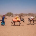 Africa’s Donkeys Are Coveted by China. Can the Continent Protect Them?