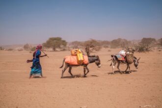 Africa’s Donkeys Are Coveted by China. Can the Continent Protect Them?