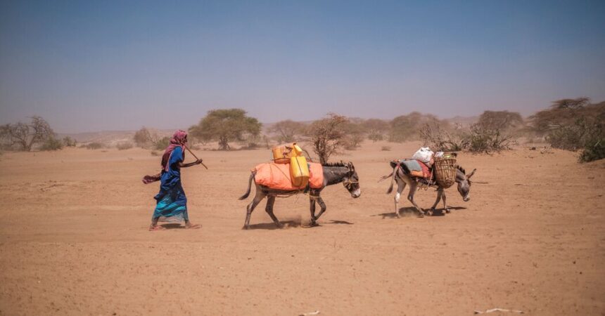 Africa’s Donkeys Are Coveted by China. Can the Continent Protect Them?