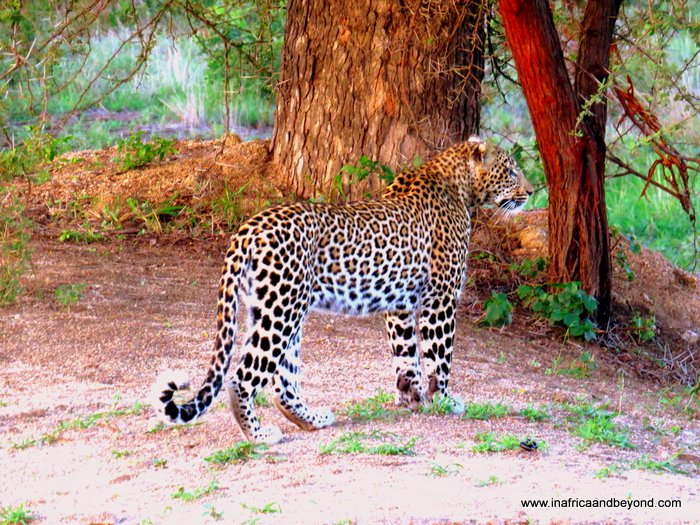 Experience the Majesty of Kruger with on an Exclusive Safari