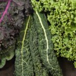 Forever Chemicals Found in 88% of Kale Tested