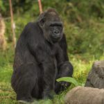 Gorilla trekking in Uganda and Rwanda -A comprehensive guide