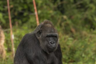 Gorilla trekking in Uganda and Rwanda -A comprehensive guide