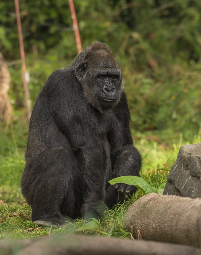 Gorilla trekking in Uganda and Rwanda -A comprehensive guide