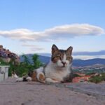 Meet Vanessa Morgan from Traveling Cats