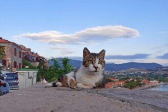 Meet Vanessa Morgan from Traveling Cats