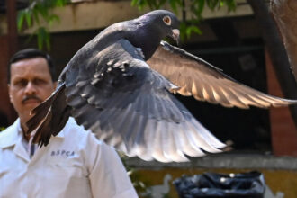 Pigeon Was Cleared of Being a Chinese Spy, but Served 8 Months Anyway