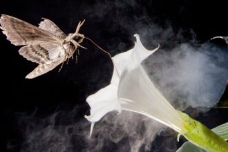 Polluted Flowers Smell Less Sweet to Pollinators, Study Finds