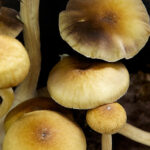 Seizures of Psychedelic Mushrooms Rise in U.S. as Demand Grows