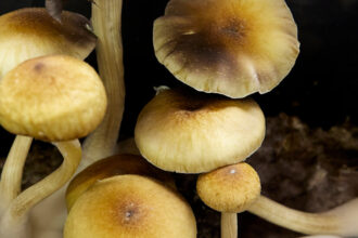 Seizures of Psychedelic Mushrooms Rise in U.S. as Demand Grows