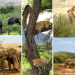 The Big 5 of Africa