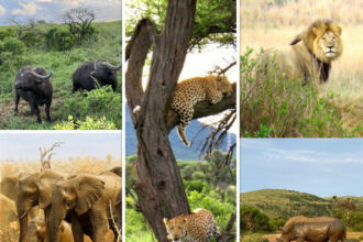 The Big 5 of Africa