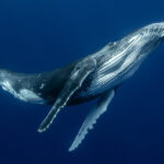 These Whales Still Use Their Vocal Cords. But How?