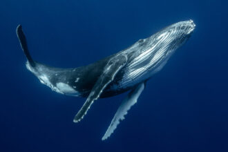 These Whales Still Use Their Vocal Cords. But How?