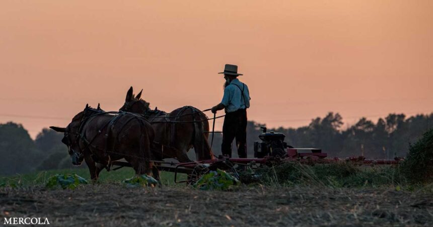 Traveling Back in Time - Life Lessons From the Amish