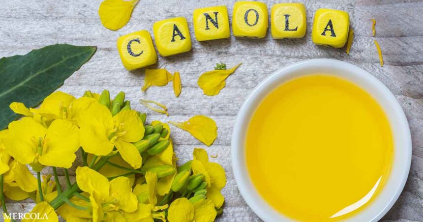 Canola Oil Proven to Destroy Your Body and Mind