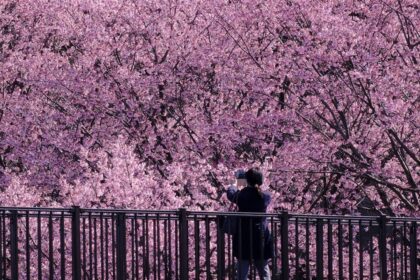 Goldman expects the Bank of Japan to hike rates in March