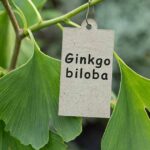 How Ginkgo Biloba Can Help Cognitive Recovery After a Stroke