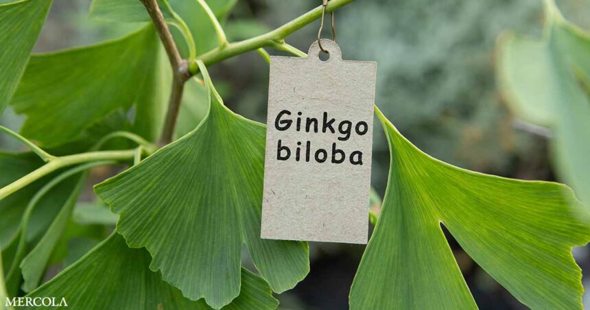 How Ginkgo Biloba Can Help Cognitive Recovery After a Stroke