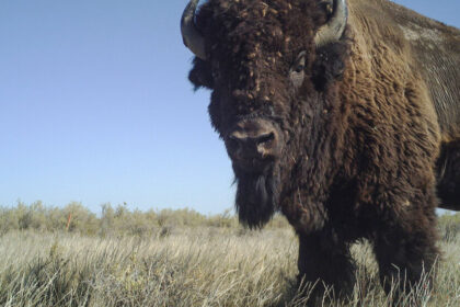 Pandemic Lockdowns Had Varied Effects on Wildlife