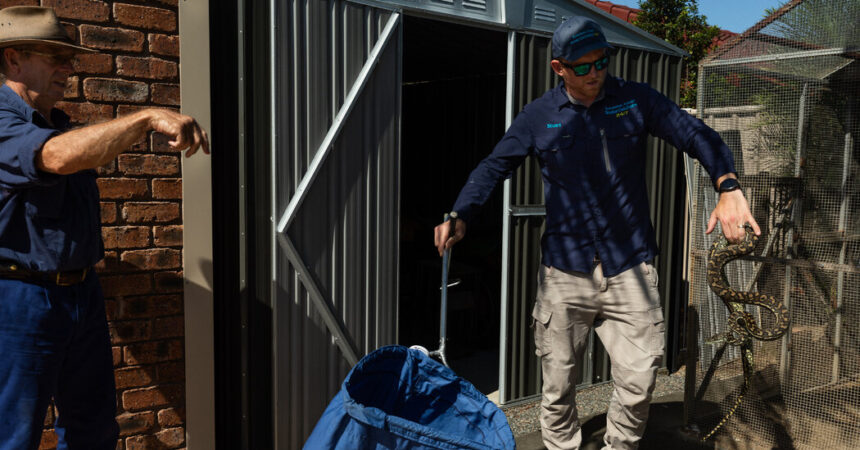 Why Snake Catchers in Australia Are Getting Busier